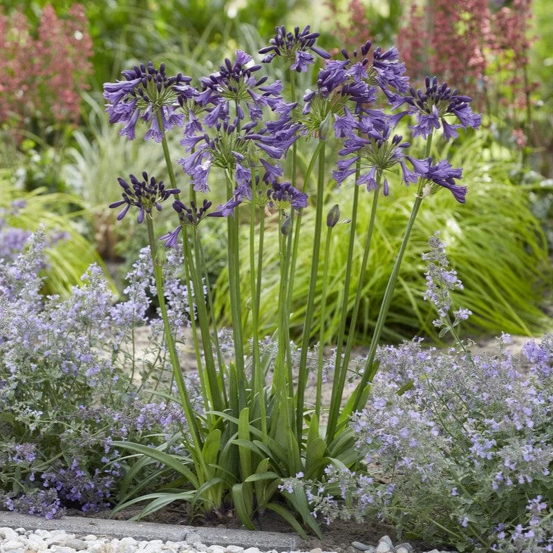 Agapanthus 'Poppin Purple' | 3L - Image 2