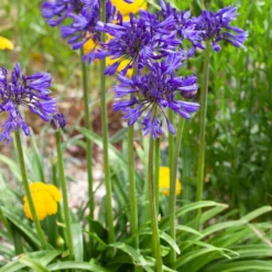 Agapanthus 'Navy Blue' | 7.5L