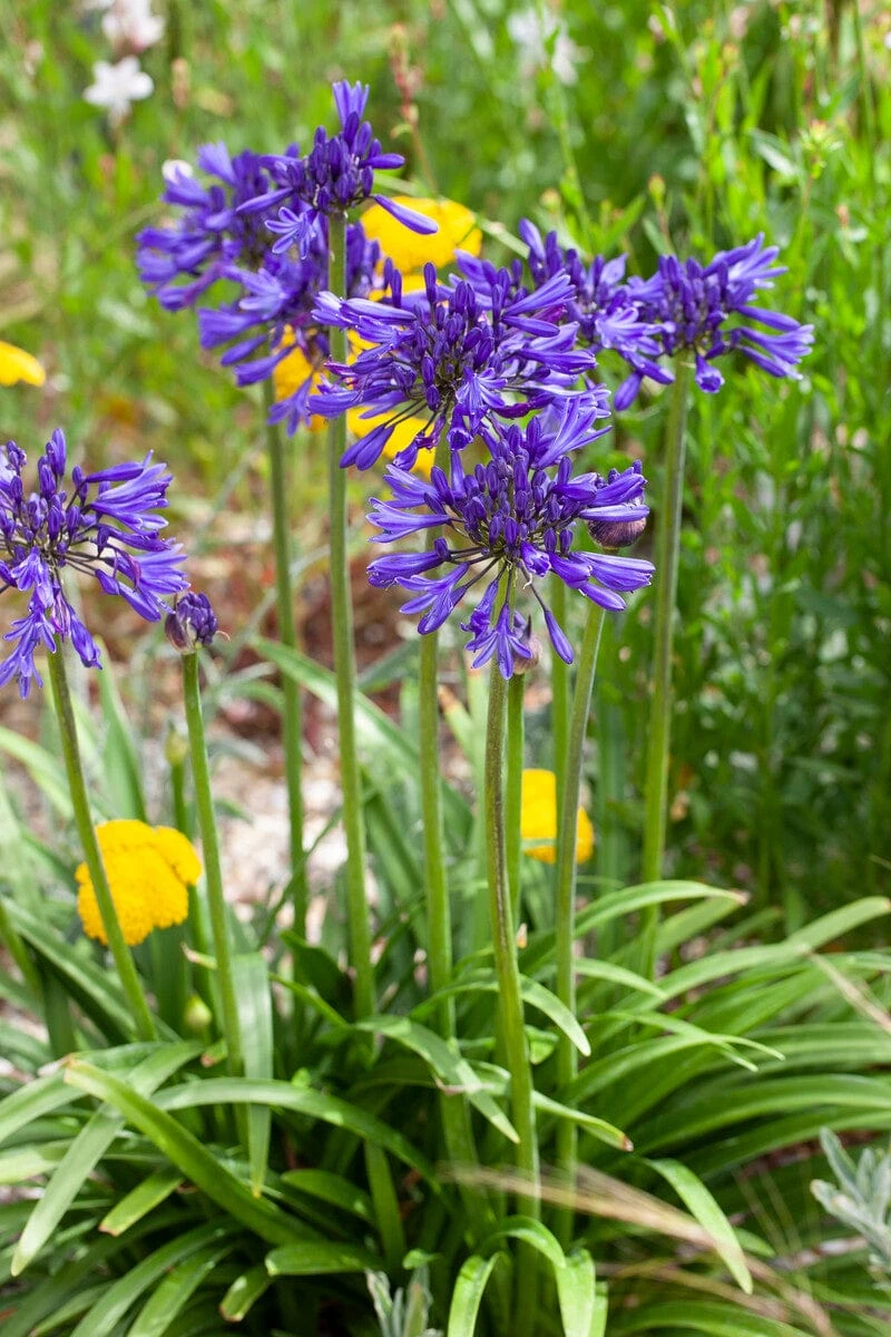 Agapanthus 'Navy Blue' | 3L