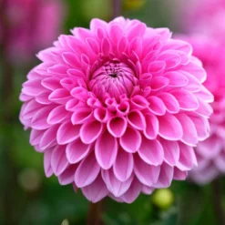 Dahlia Sandra