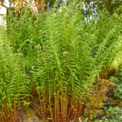 Male Fern | Dryopteris Filix Mas