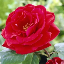 'Lucky Charm' Hybrid Tea Rose