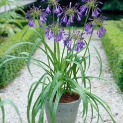 Agapanthus 'Purple Heart' | 3L