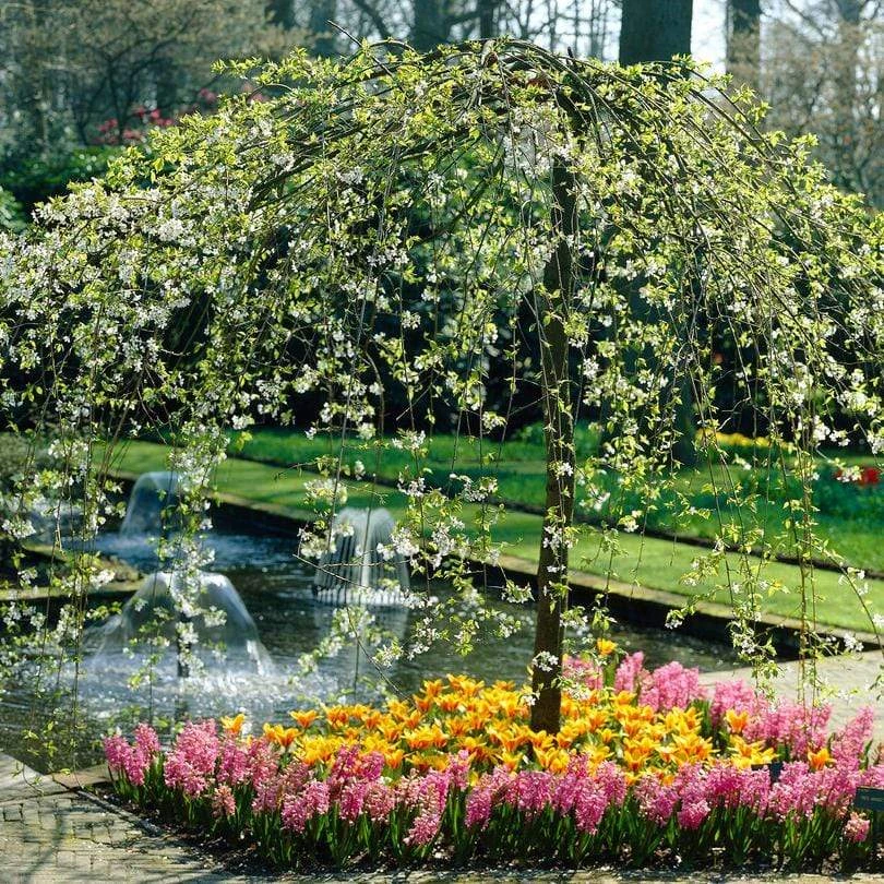 'Sun Rival' Crabapple Tree