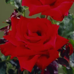 'Love Knot' Climbing Rose