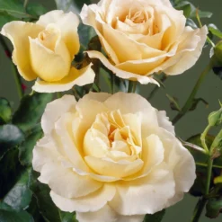 'Queen Bee' Floribunda Rose