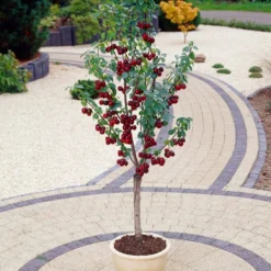 Stella Patio Cherry Tree