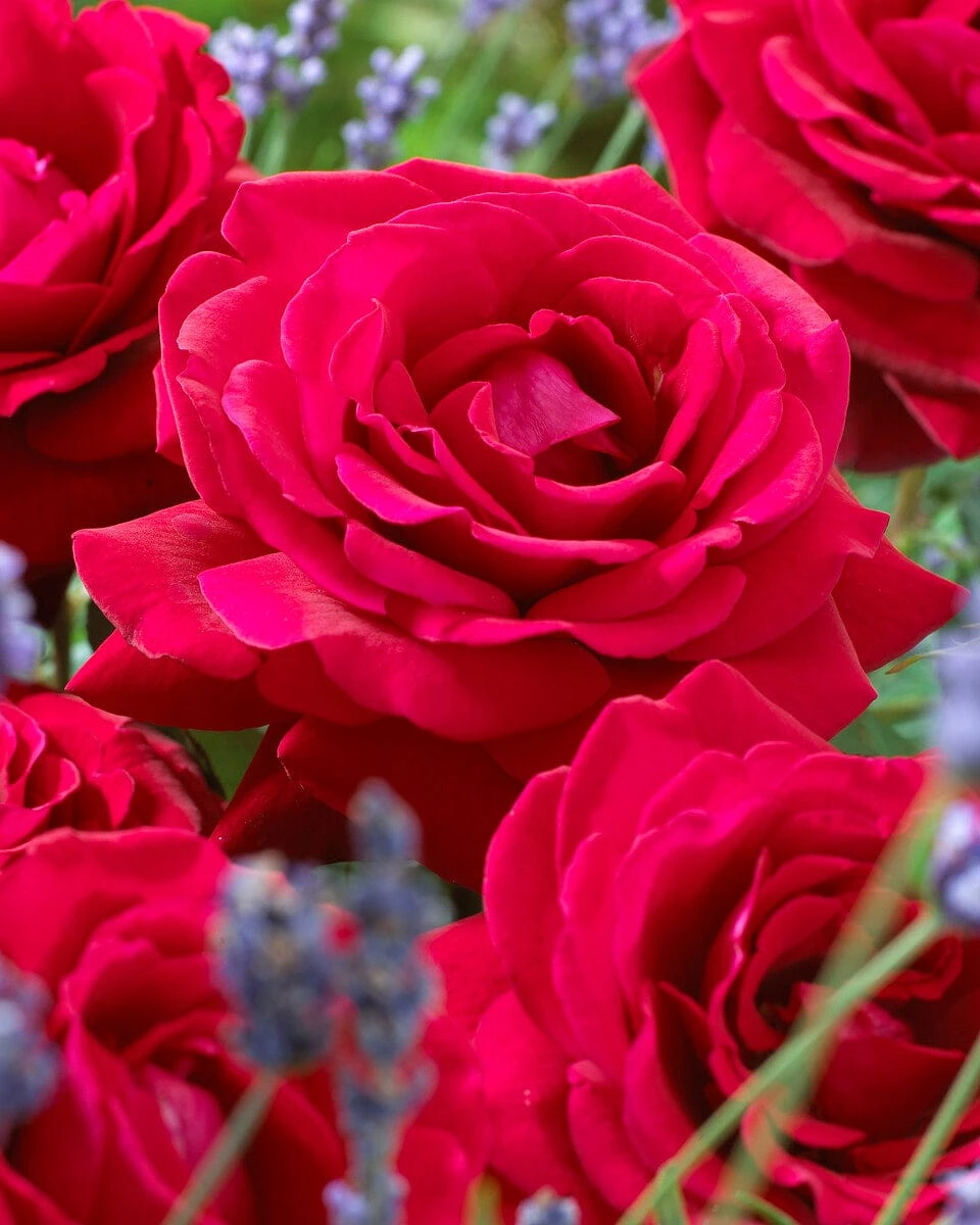 'Parade Karla' Patio Shrub Rose - Image 5