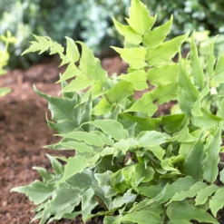 Holly Fern | Cyrtomium Clivicola