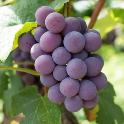 'Strawberry' Grape Vine
