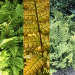 Woodland Fern Collection